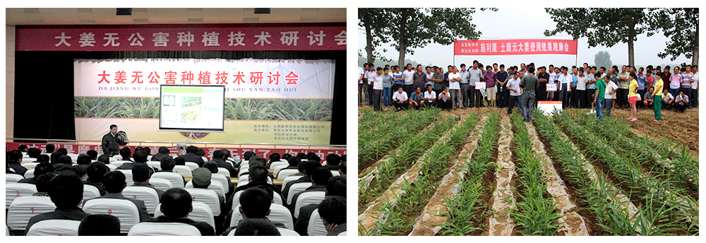 Z6尊龙凯时生物运用生物手艺祛除“毒大姜”育出康健大姜