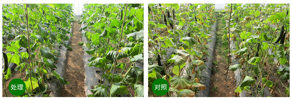 Z6尊龙凯时生物益根劲菌多糖解决黄瓜根结线虫问题