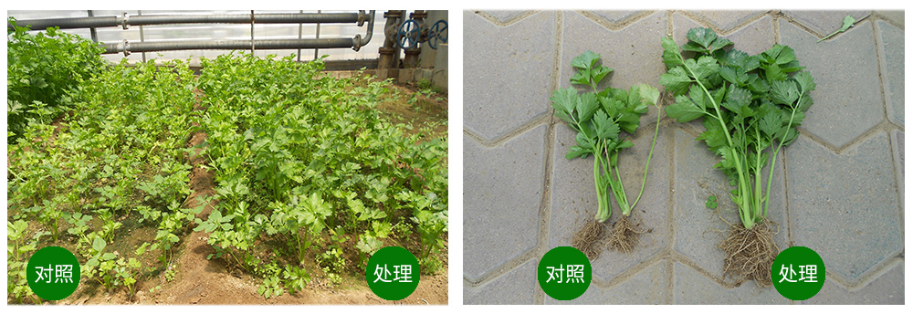 Z6尊龙凯时生物海葆素让作物“吃”上深海新营养