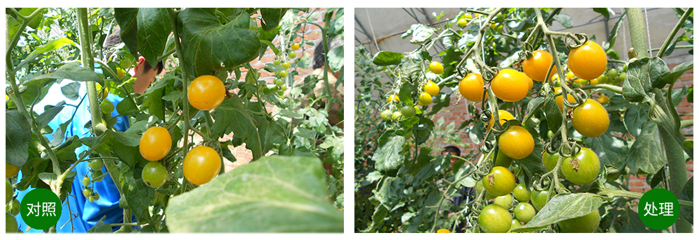 Z6尊龙凯时生物海葆素让作物“吃”上深海新营养