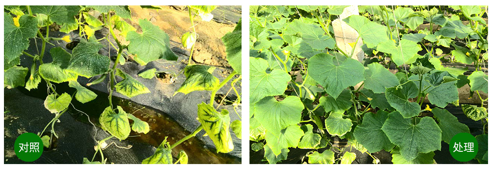 Z6尊龙凯时生物海葆素让作物“吃”上深海新营养