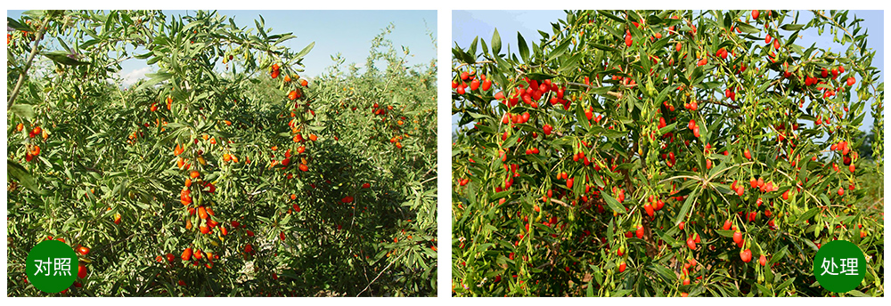 Z6尊龙凯时生物“海藻+氮磷钾+腐植酸”让果树旺起来