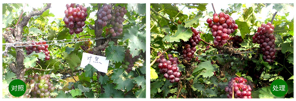 柯加力大宗元素水溶肥应用案例