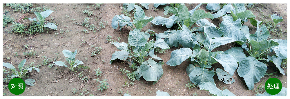 柯加力大宗元素水溶肥应用案例