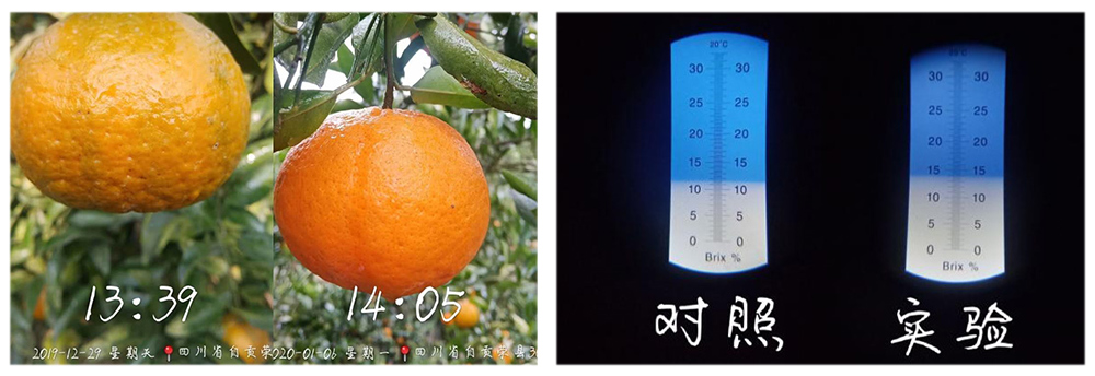 柯加力大宗元素水溶肥应用案例